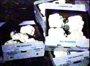 sb-cauliflower2