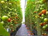 Sonic Bloom System for use on ALL types of Indoor plants!