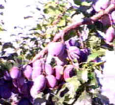 Grapes-Aus3