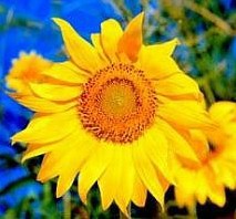 go to  Sonic Bloom Store -- plant growth system Information